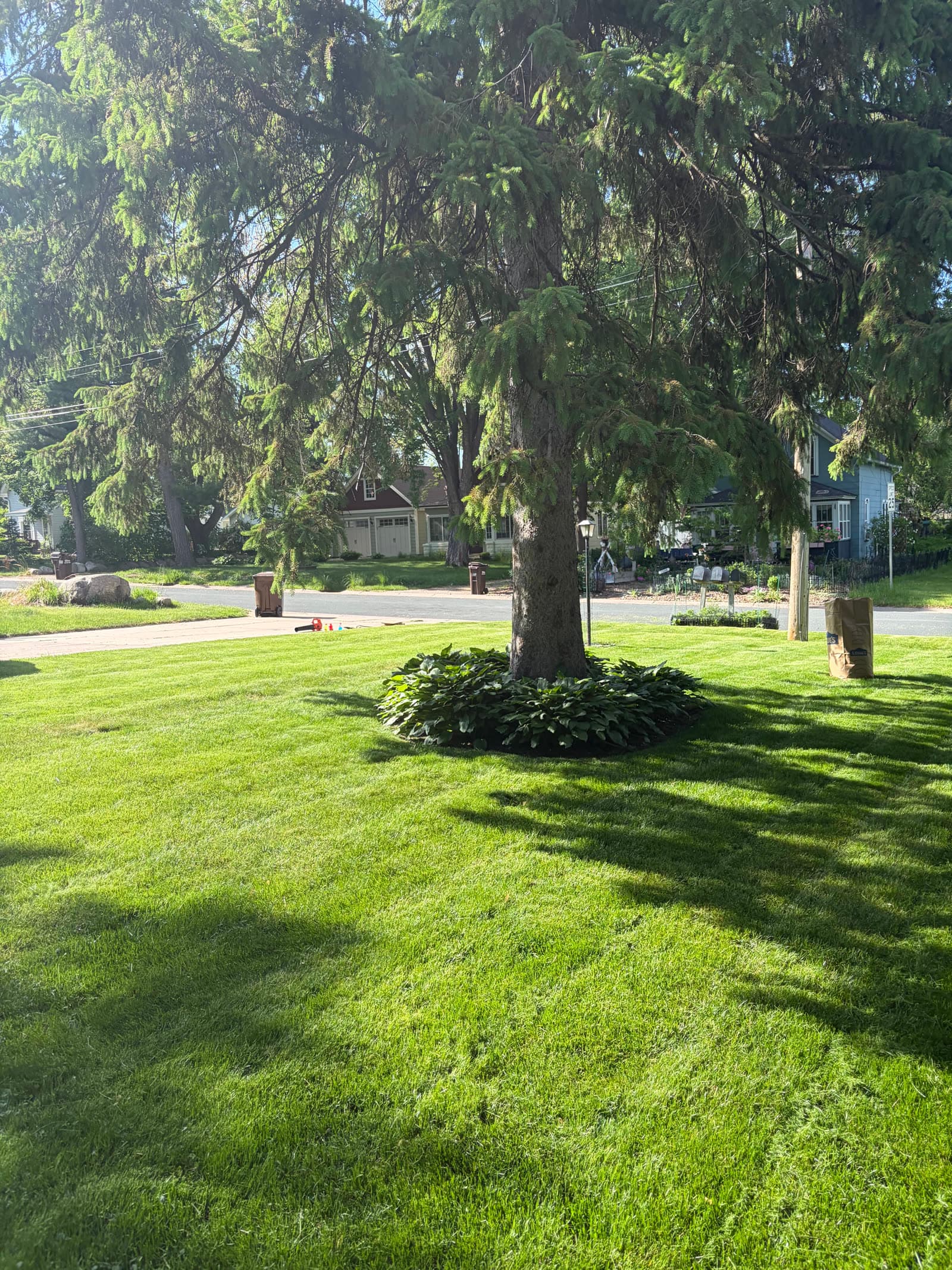 Freshly mowed front lawn with clean grass lines under large evergreen trees