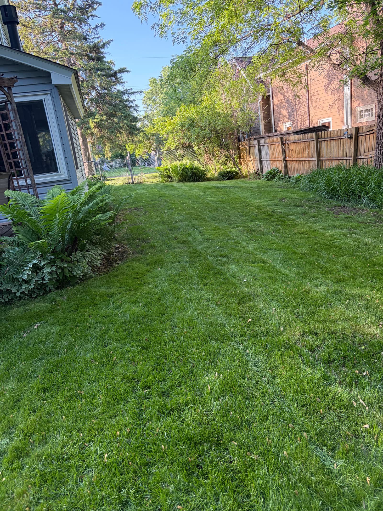 Freshly mowed side yard bordered by hostas, ferns, and a wood fence